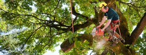 tree service Austin TX