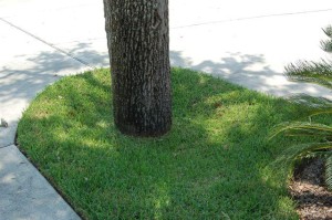 buried root collar or root flare Austin TX