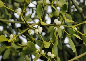 mistletoe_in_Austin_TX