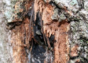 oak wilt bark Austin TX
