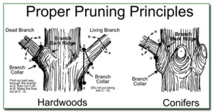 proper pruning techniques Austin TX