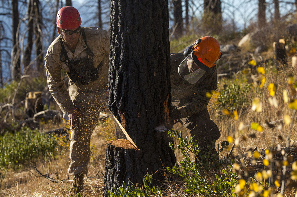 tree removal procedure in Austin TX
