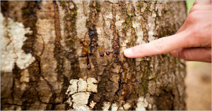 tree_disease_Austin_TX