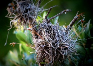 ball_moss_in_Austin_TX