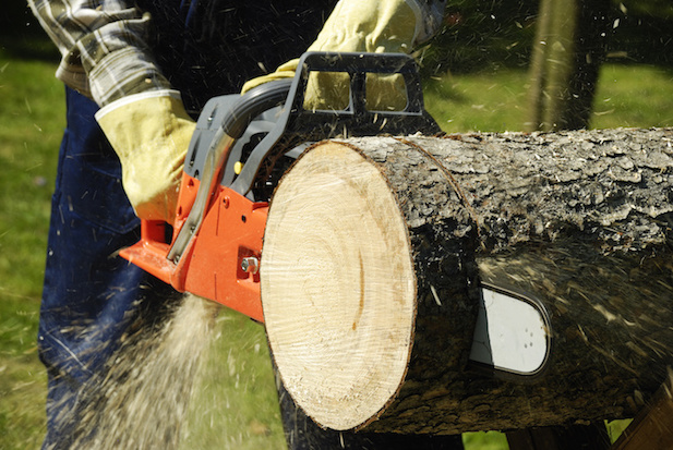 tree removal in Austin TX