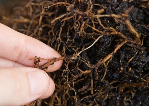root rot disease value tree service in austin
