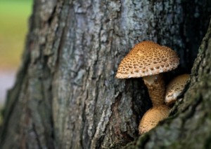 unhealthy dead wood on tree value tree service austin