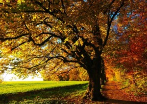 Tree service in Round Rock TX