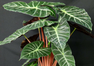 Alocasia-value-tree-service