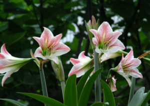 Barbados Lily-value-tree-service