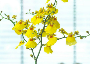 Dancing Lady Orchid-value-tree-service