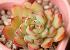 Echeverias-value-tree-service