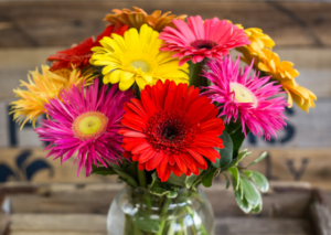 Gerbera Daisies-value-tree-service