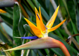 bird's tongue flower-value-tree-service