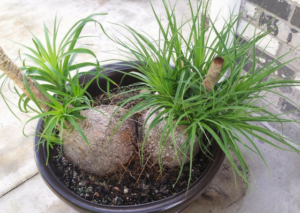 ponytail palm-value-tree-service