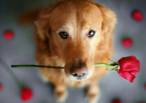 toxic&non-toxic-plants-value-tree-service