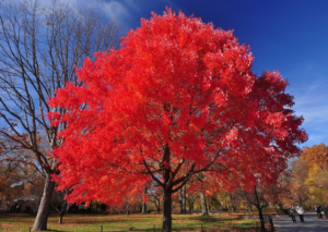 Chinese-Pistache-value-tree-service-austin