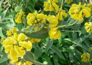 Jerusalem Sage-value-tree-service-austin