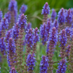 May Night Salvia-value-tree-service-austin