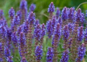 May Night Salvia-value-tree-service-austin