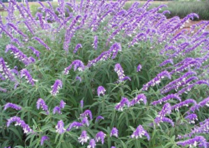 Mexican Bush Sage-value-tree-service-austin