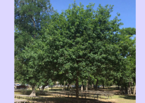 Monterrey-Oak-value-tree-service-austin