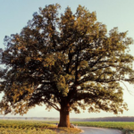 bur-oak-value-tree-service-austin