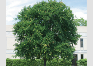 cedar-elm-value-tree-service-austin