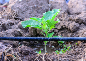 drip-irrigation-austin-value-tree-service