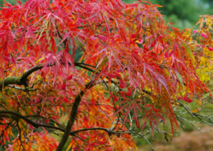 japanese-red-maple-value-tree-service-austin