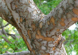 lacebark-elm-value-tree-service-austin