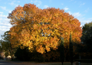 texas-ash-value-tree-service-austin