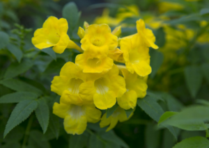 yellow-bells-value-tree-service-austin